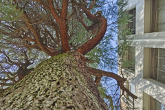 Pine Tree in front of Civil Engineering Building