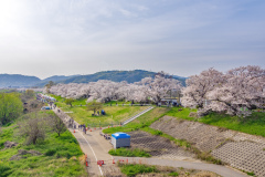 京都府八幡市淀川河川公園背割堤Yodogawa river park, Kyoto Prefecture