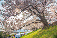 京都府八幡市淀川河川公園背割堤Yodogawa river park, Kyoto Prefecture