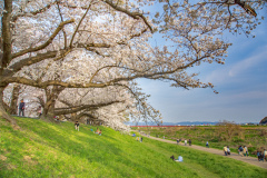 京都府八幡市淀川河川公園背割堤Yodogawa river park, Kyoto Prefecture