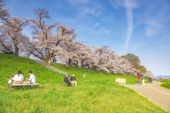 京都府八幡市淀川河川公園背割堤Yodogawa river park, Kyoto Prefecture