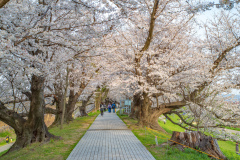 京都府八幡市淀川河川公園背割堤Yodogawa river park, Kyoto Prefecture