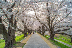 京都府八幡市淀川河川公園背割堤Yodogawa river park, Kyoto Prefecture