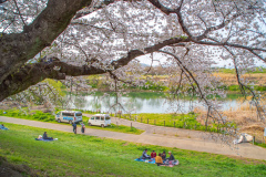 京都府八幡市淀川河川公園背割堤Yodogawa river park, Kyoto Prefecture