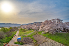 京都府八幡市淀川河川公園背割堤Yodogawa river park, Kyoto Prefecture