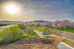 京都府八幡市淀川河川公園背割堤Yodogawa river park, Kyoto Prefecture