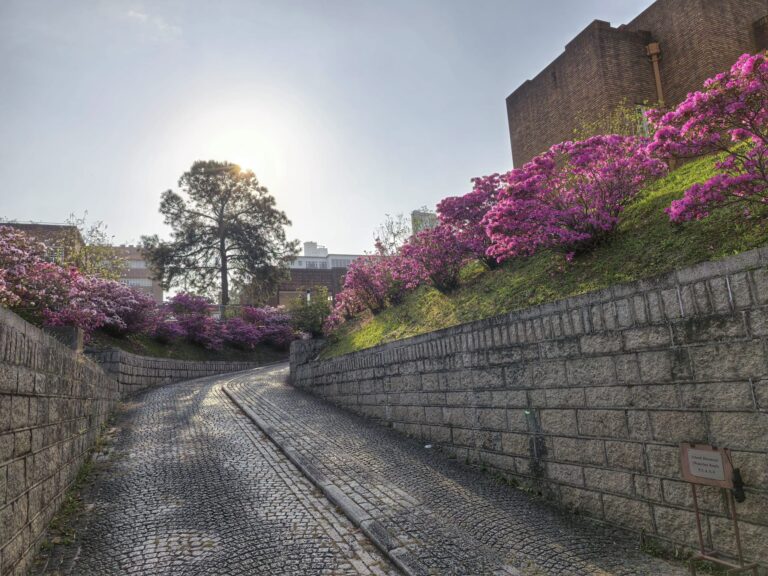 March 2026 — Kowloon Tong in Bloom